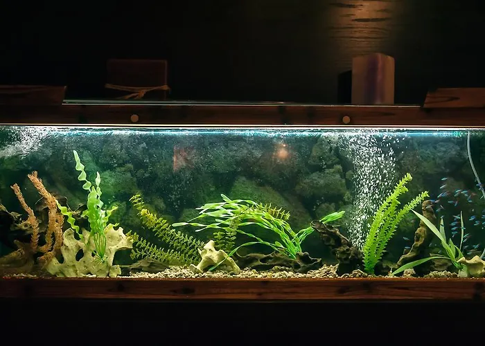 ホテル Belmont & 4*